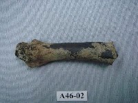 藏品(虎掌骨下端關節)的圖片